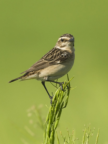 Pensastasku, Whinchat, Saxicola rubetra